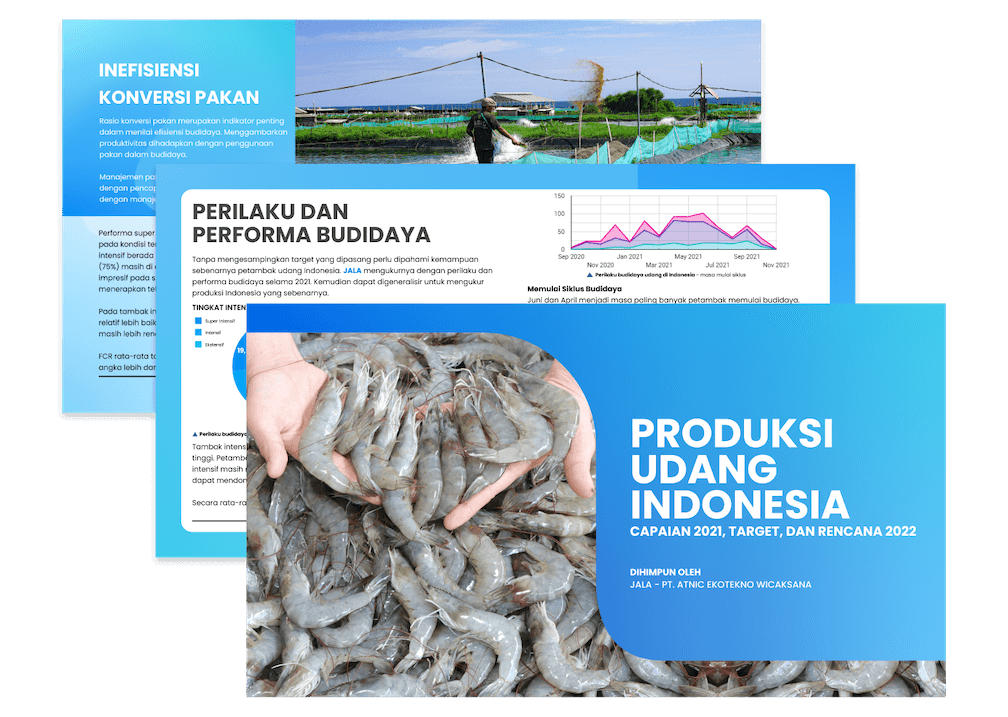 Sorot Balik Udang Indonesia